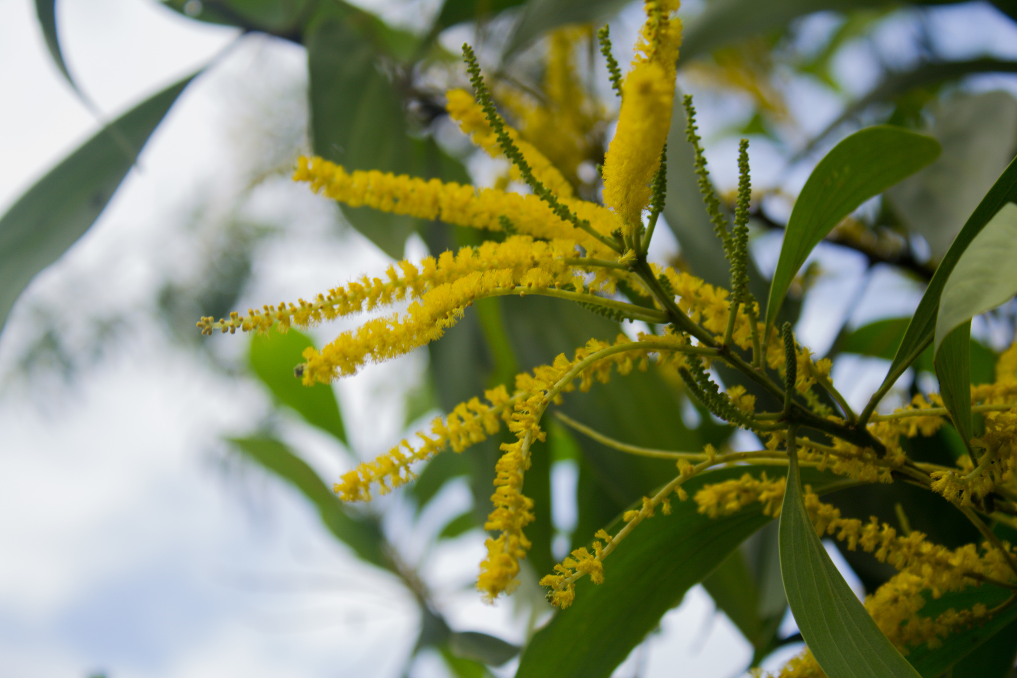 Acacia auriculiformis