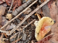 Amanita xanthocephala