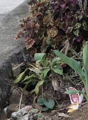 Heteronaias heterodoxa