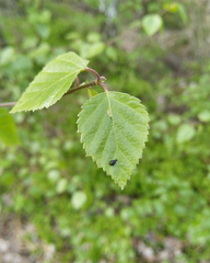 Tachyerges