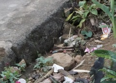 Heteronaias heterodoxa