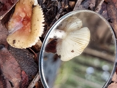 Amanita xanthocephala