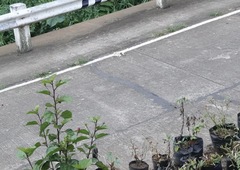 Heteronaias heterodoxa