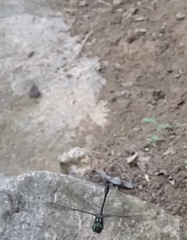 Heteronaias heterodoxa