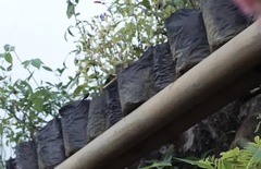 Heteronaias heterodoxa