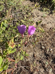 Clarkia dudleyana