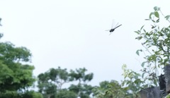 Heteronaias heterodoxa