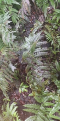 Microlepia strigosa