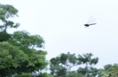 Heteronaias heterodoxa