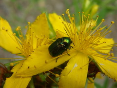 Cryptocephalus sericeus