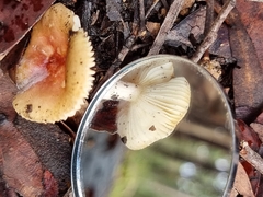 Amanita xanthocephala