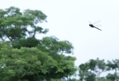 Heteronaias heterodoxa