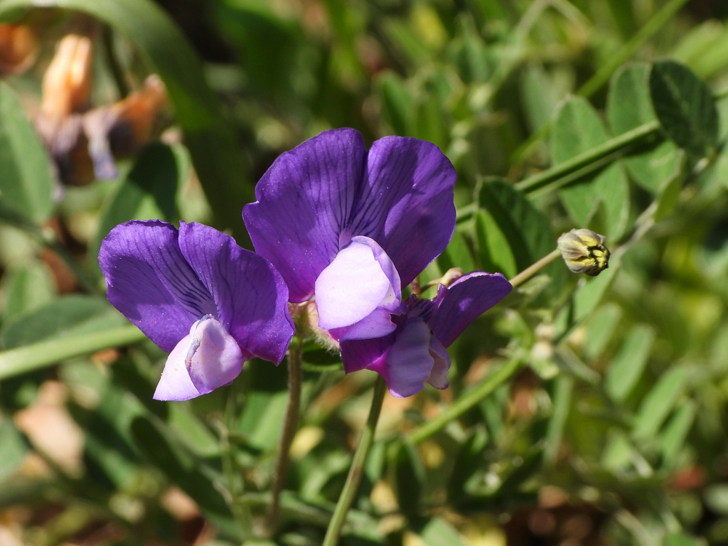 Bunge’s vetch