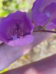 Clarkia dudleyana