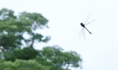 Heteronaias heterodoxa