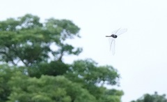 Heteronaias heterodoxa