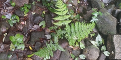 Microlepia strigosa