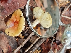 Amanita xanthocephala
