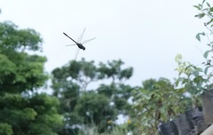 Heteronaias heterodoxa