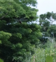 Heteronaias heterodoxa