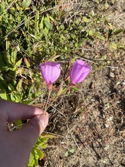 Clarkia dudleyana