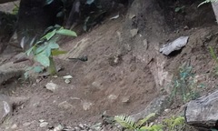 Heteronaias heterodoxa