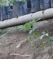 Heteronaias heterodoxa