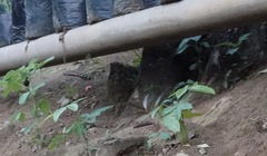 Heteronaias heterodoxa