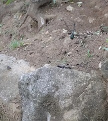 Heteronaias heterodoxa