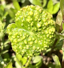 Synchytrium hydrocotyles