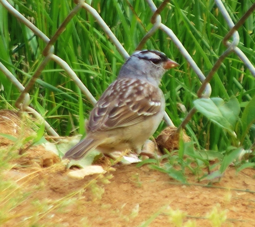 White-crowned Sparrow photographed in North Carolina