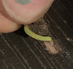 Alsophila pometaria