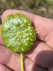 Synchytrium hydrocotyles