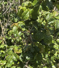 Toxicodendron diversilobum