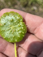 Synchytrium hydrocotyles