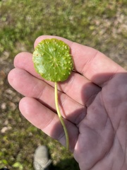 Synchytrium hydrocotyles