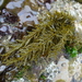 Bottlebrush Seaweed - Photo (c) Brenna Green, some rights reserved (CC BY-NC-SA), uploaded by Brenna Green