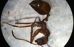 Megalomyrmex leoninus