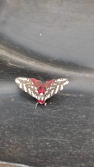 Arachnis dilecta