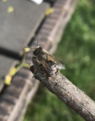 Osmia