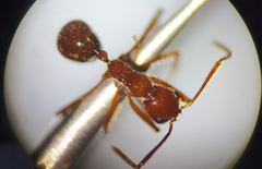 Megalomyrmex leoninus