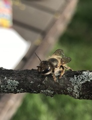 Osmia