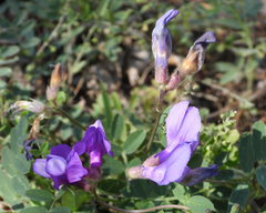 Vicia bungei