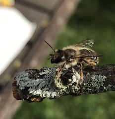 Osmia