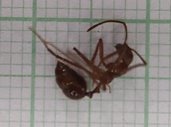 Megalomyrmex leoninus