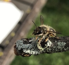 Osmia