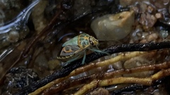 Antestiopsis cederwaldi