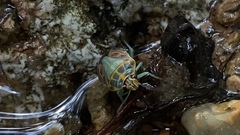 Antestiopsis cederwaldi