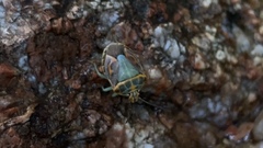 Antestiopsis cederwaldi