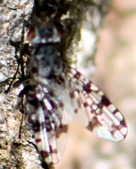 Pseudotephritis corticalis